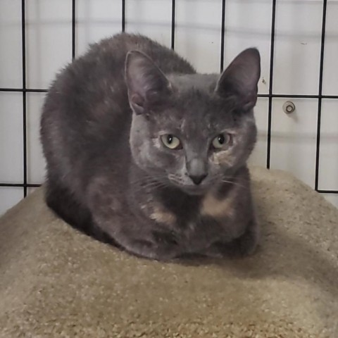 Sugar, an adoptable Domestic Short Hair in North Battleford, SK, S9A 2M7 | Photo Image 1