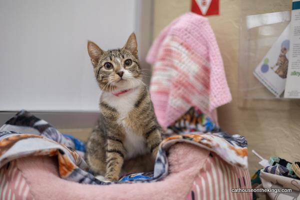 Mariah, an adoptable Tabby in Parlier, CA, 93648 | Photo Image 1