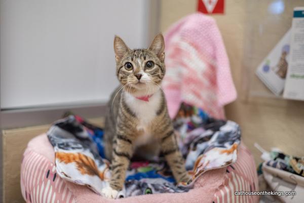 Mariah, an adoptable Tabby in Parlier, CA, 93648 | Photo Image 2