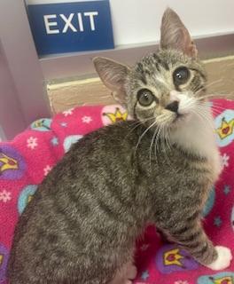 Mariah, an adoptable Tabby in Parlier, CA, 93648 | Photo Image 6