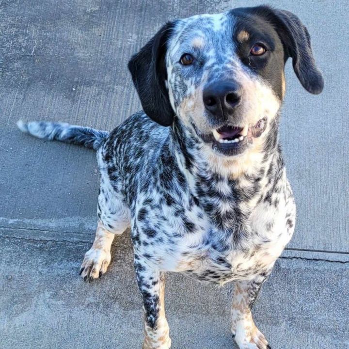 Blue tick store hound catahoula mix