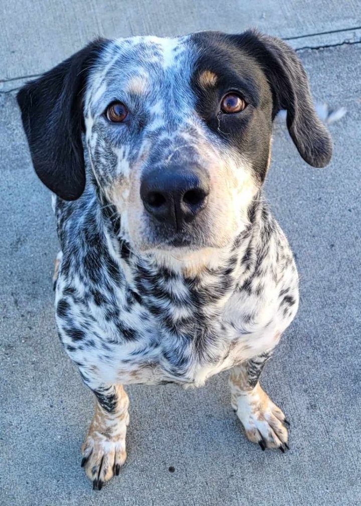 Blue tick hot sale catahoula mix