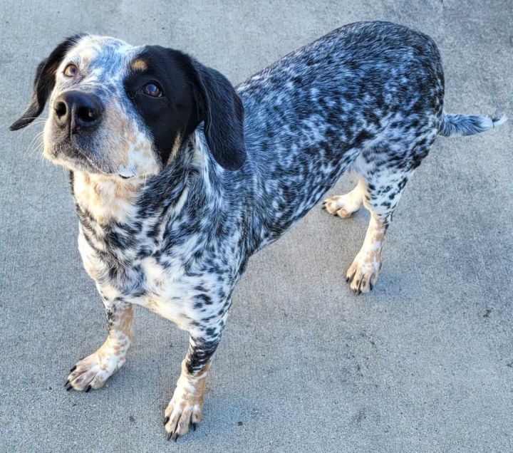 Catahoula blue best sale tick mix