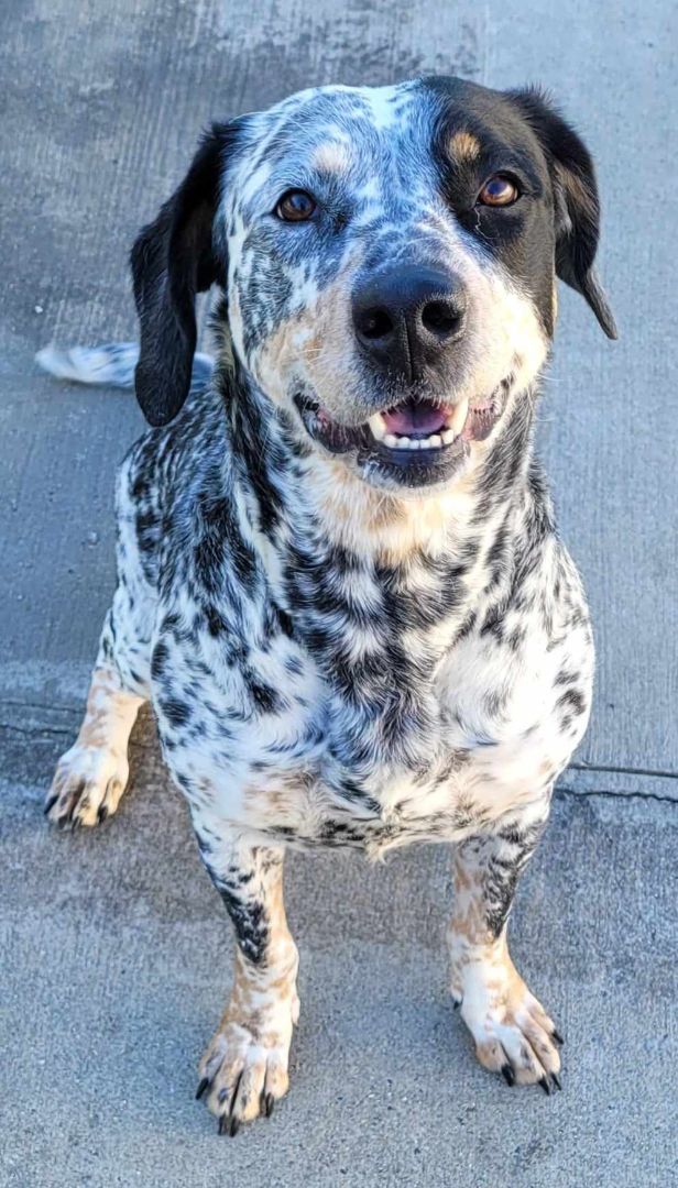 Bluetick store catahoula mix