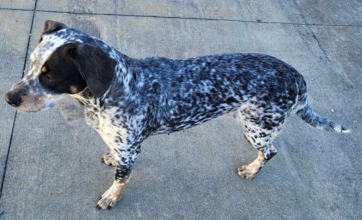 Catahoula blue tick store mix