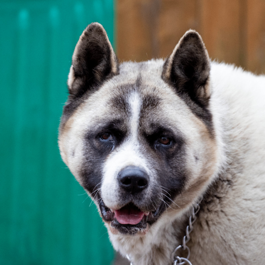 Dog for adoption - Bella, an Akita in Toms River, NJ | Petfinder