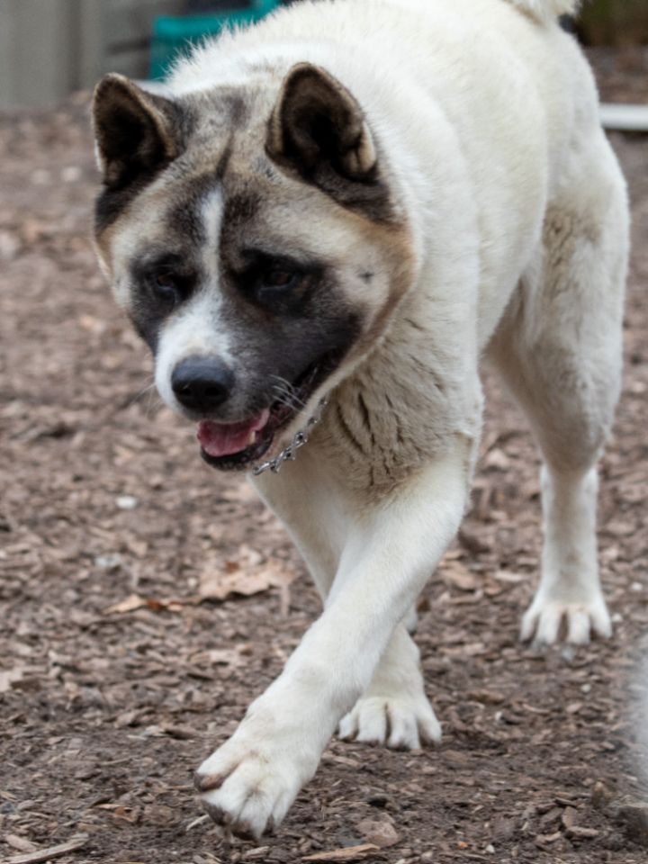 Dog for adoption - Bella, an Akita in Toms River, NJ | Petfinder