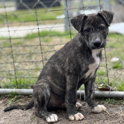 Brindle best sale siberian husky