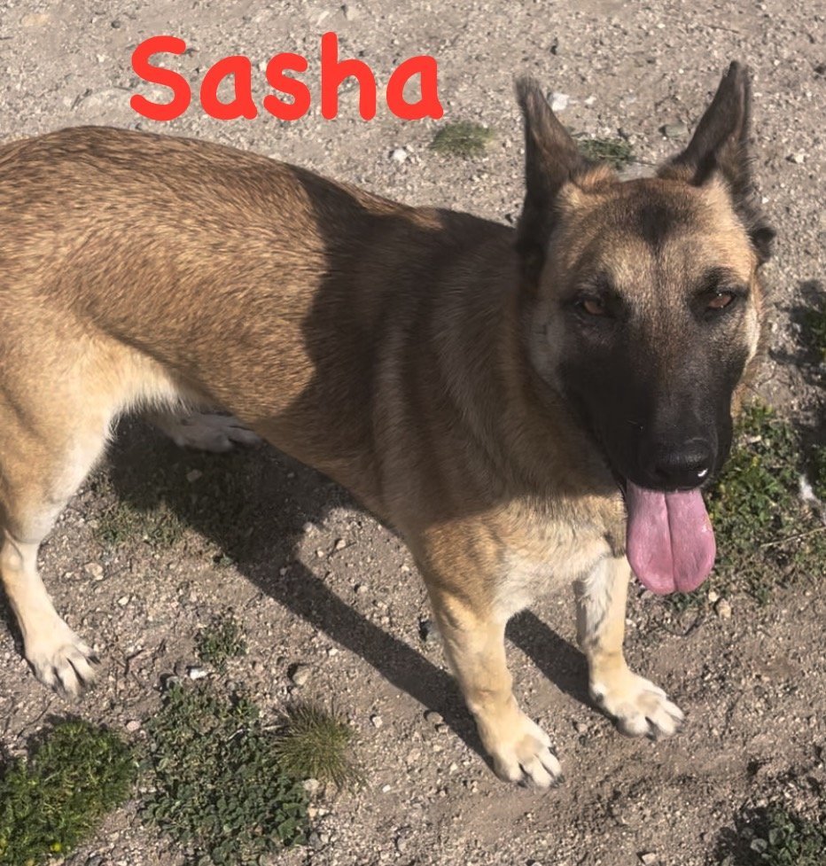 Sasha, an adoptable Belgian Shepherd / Malinois, German Shepherd Dog in Hamilton, MT, 59840 | Photo Image 1