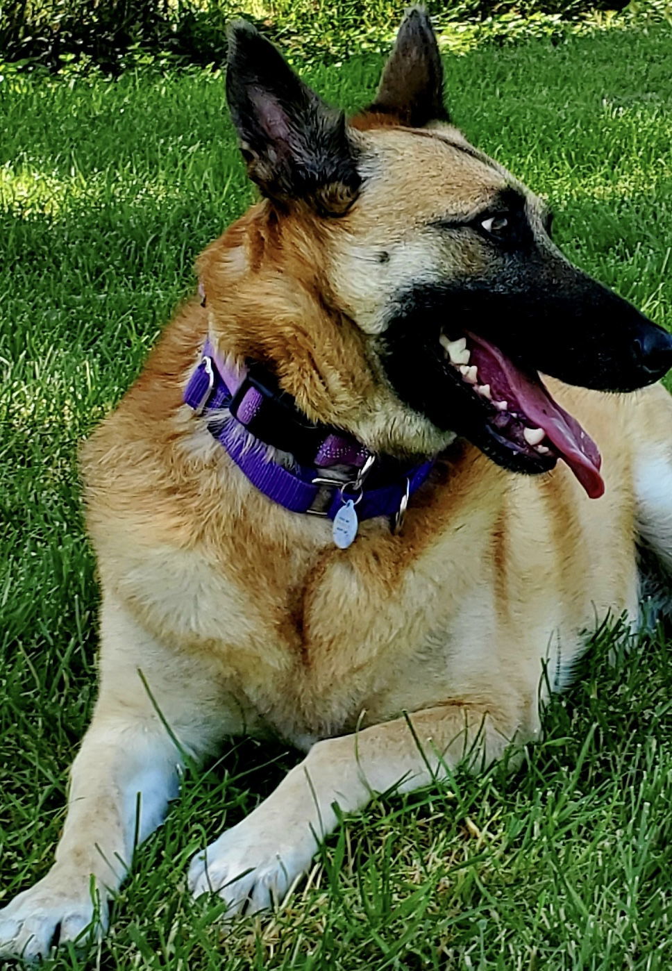 Sasha, an adoptable Belgian Shepherd / Malinois, German Shepherd Dog in Hamilton, MT, 59840 | Photo Image 2