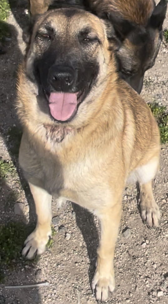 Sasha, an adoptable Belgian Shepherd / Malinois, German Shepherd Dog in Hamilton, MT, 59840 | Photo Image 2