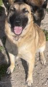 Sasha photo 3