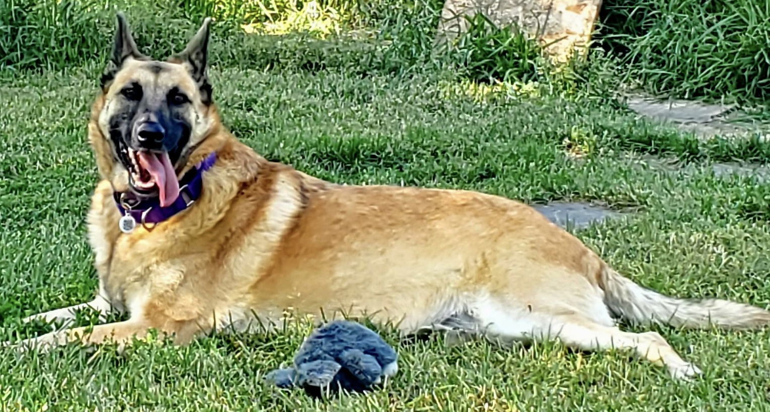 Sasha, an adoptable Belgian Shepherd / Malinois, German Shepherd Dog in Hamilton, MT, 59840 | Photo Image 3