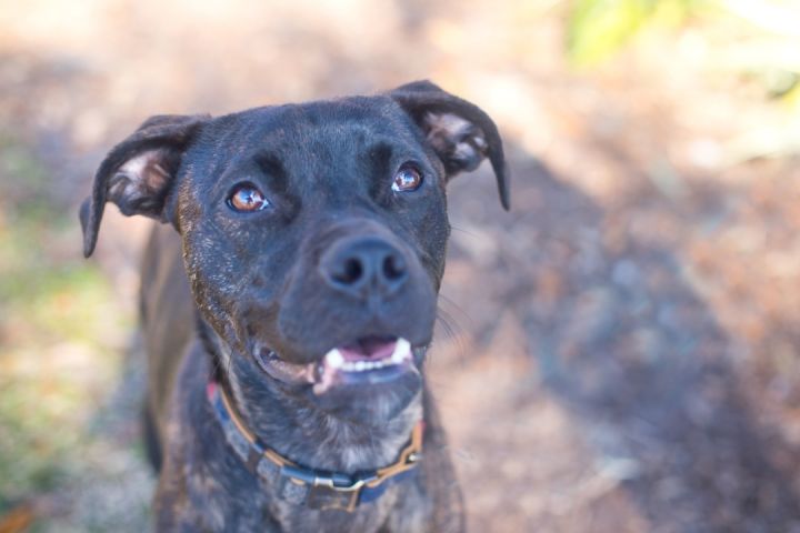 Weimaraner sales boxer mix