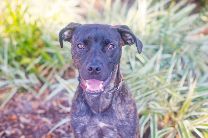 Weimaraner boxer sales