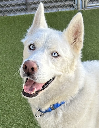 Dog for adoption - Harlem, a Siberian Husky Mix in Wenatchee, WA ...