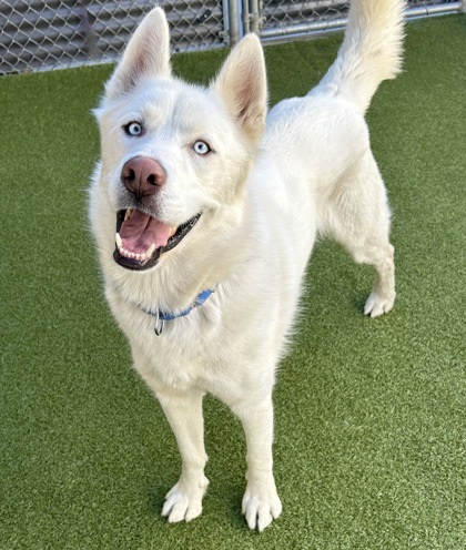 Harlem, an adoptable Siberian Husky, Mixed Breed in Wenatchee, WA, 98807 | Photo Image 2