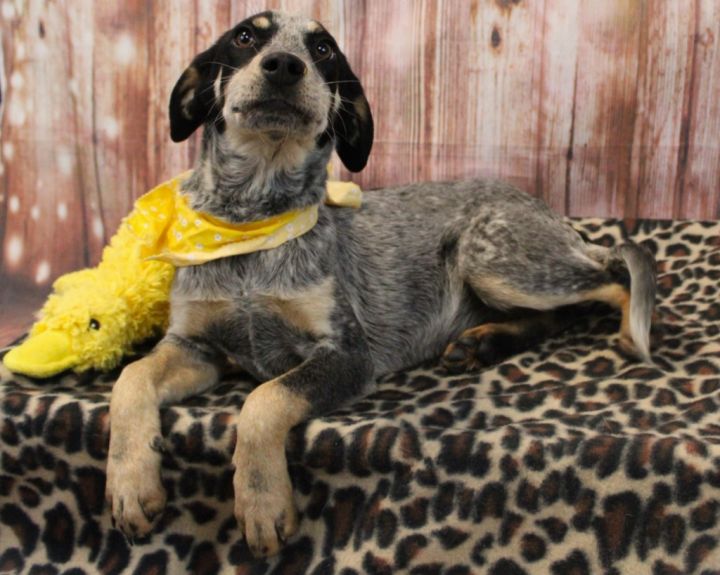 Bluetick coonhound australian 2024 cattle dog mix