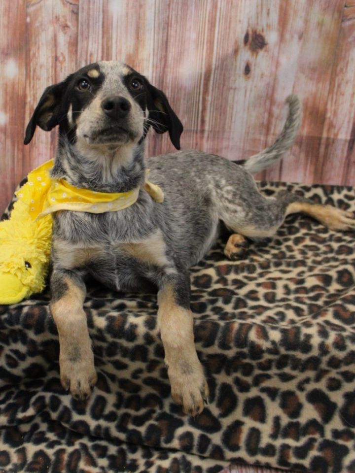 Blue heeler hot sale coonhound