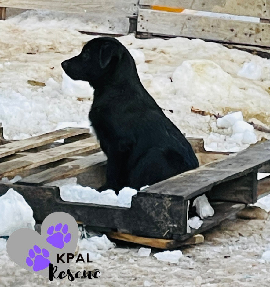 Postmaster General - Mail Litter, an adoptable Mixed Breed in Kenai, AK, 99611 | Photo Image 5
