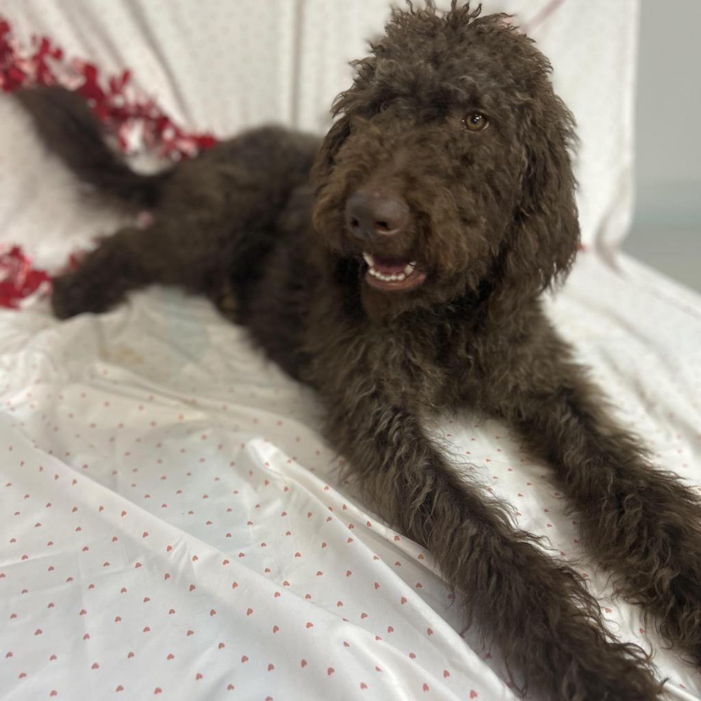 Marshall - MISSING, an adoptable Standard Poodle in Lynchburg, VA, 24502 | Photo Image 1