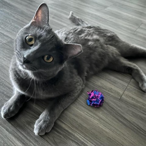 Breezey, an adoptable Domestic Short Hair in Salt Lake City, UT, 84106 | Photo Image 4