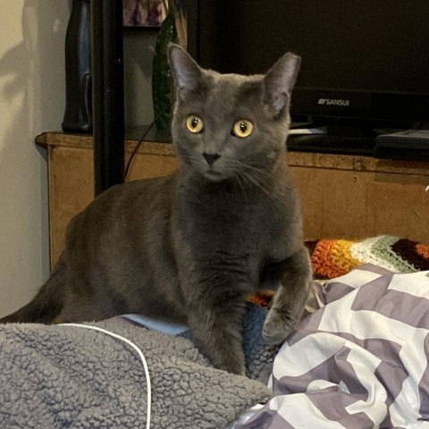 Breezey, an adoptable Domestic Short Hair in Salt Lake City, UT, 84106 | Photo Image 6