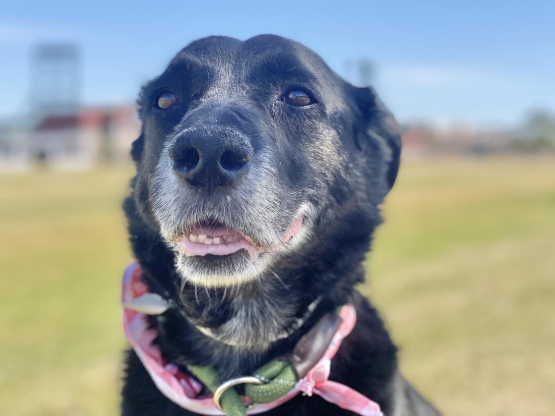 Petfinder flat coated clearance retriever