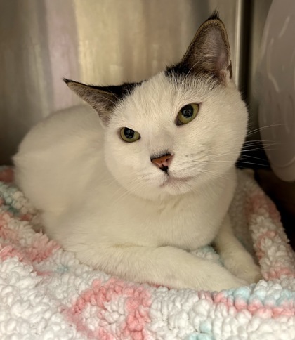 Link, an adoptable Domestic Short Hair in Wenatchee, WA, 98807 | Photo Image 1