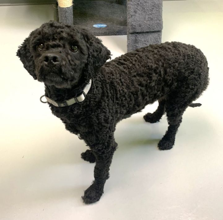 Petfinder cockapoo best sale