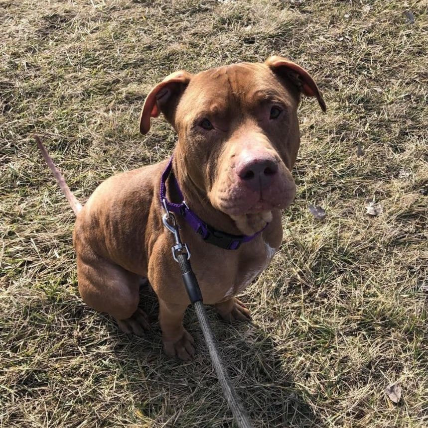 Dog for adoption - Harry, a Pit Bull Terrier Mix in Syracuse, NY ...