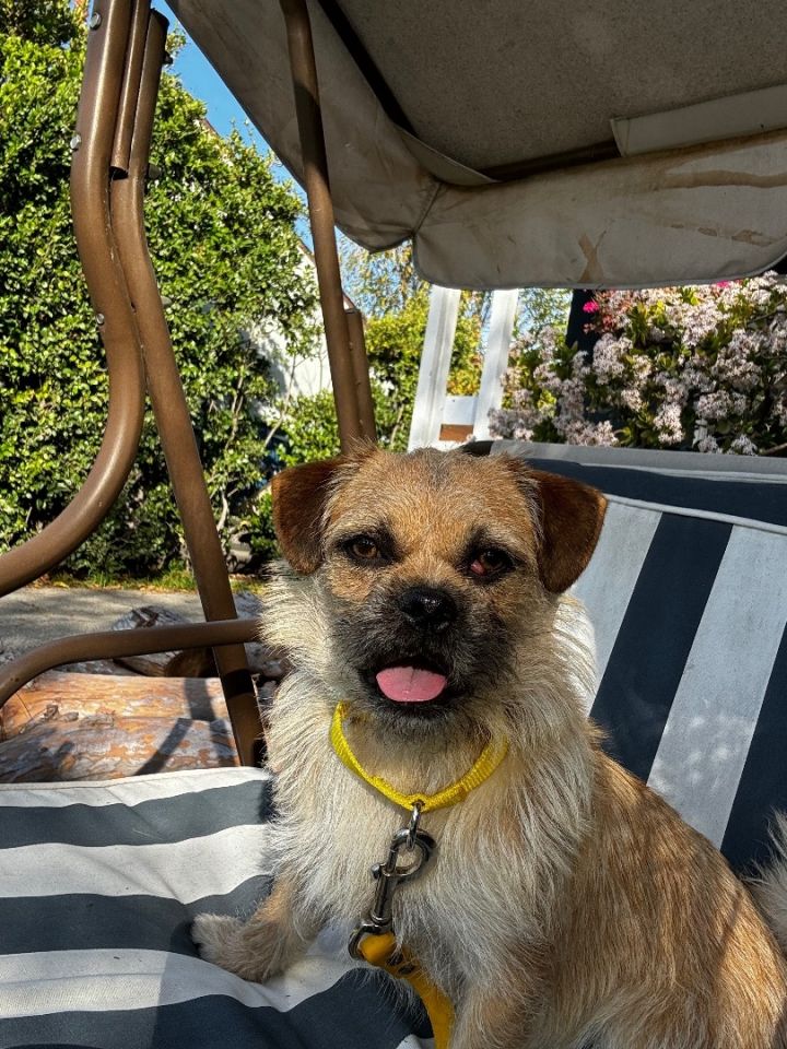 Border terrier outlet cake