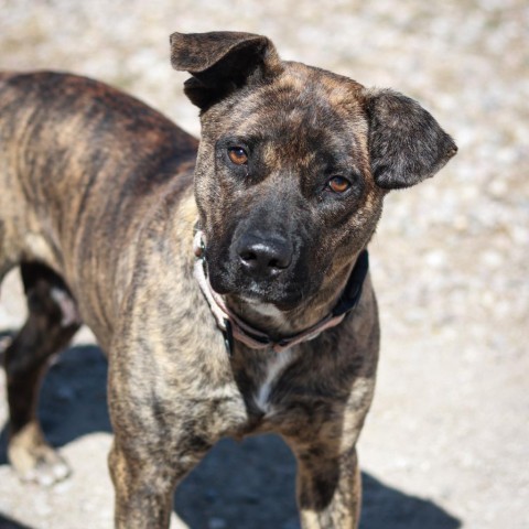 Brooklyn, an adoptable Pit Bull Terrier, Mixed Breed in Lander, WY, 82520 | Photo Image 1