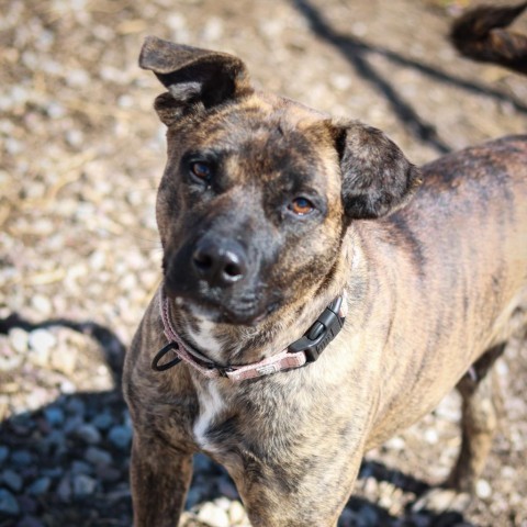 Brooklyn, an adoptable Pit Bull Terrier, Mixed Breed in Lander, WY, 82520 | Photo Image 2