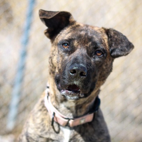 Brooklyn, an adoptable Pit Bull Terrier, Mixed Breed in Lander, WY, 82520 | Photo Image 3