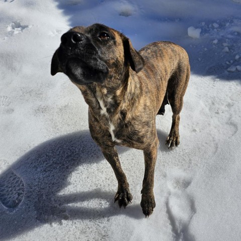 Brooklyn, an adoptable Pit Bull Terrier, Mixed Breed in Lander, WY, 82520 | Photo Image 6