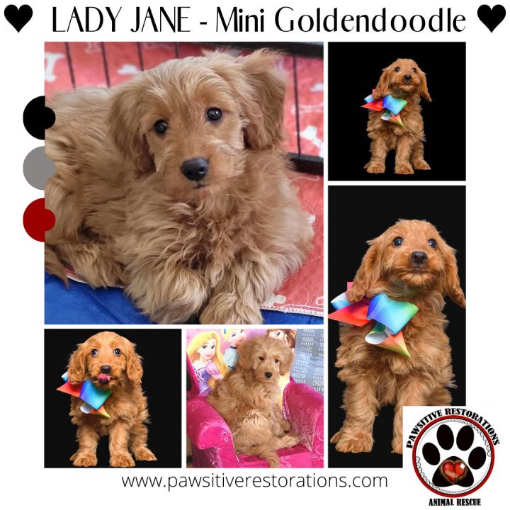 Miniature poodle sales golden retriever mix