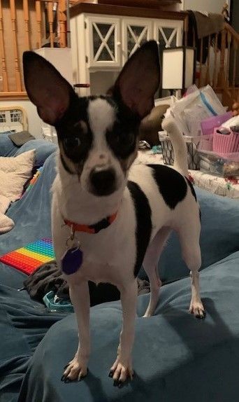 Toy fox terrier 2024 for adoption near me