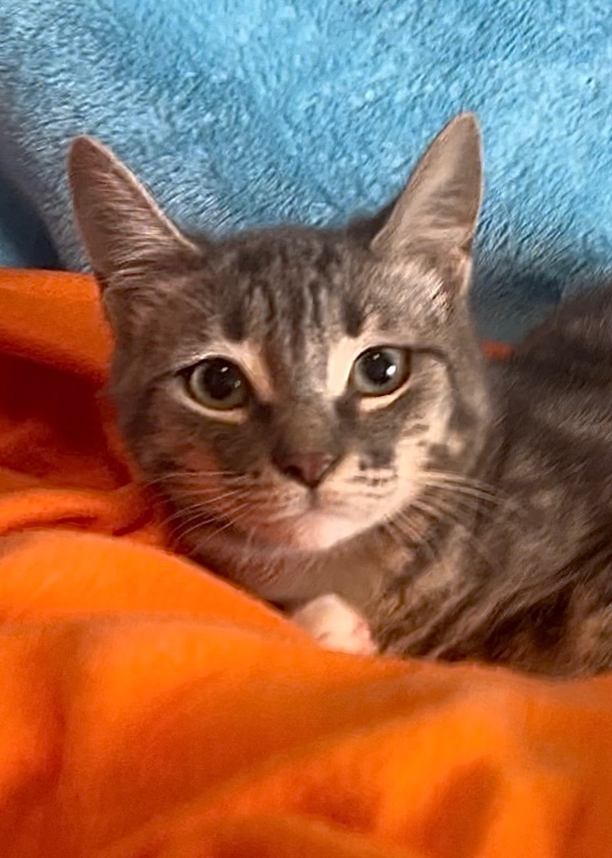 Shyloh Jones, an adoptable Domestic Medium Hair in New Braunfels, TX, 78130 | Photo Image 1