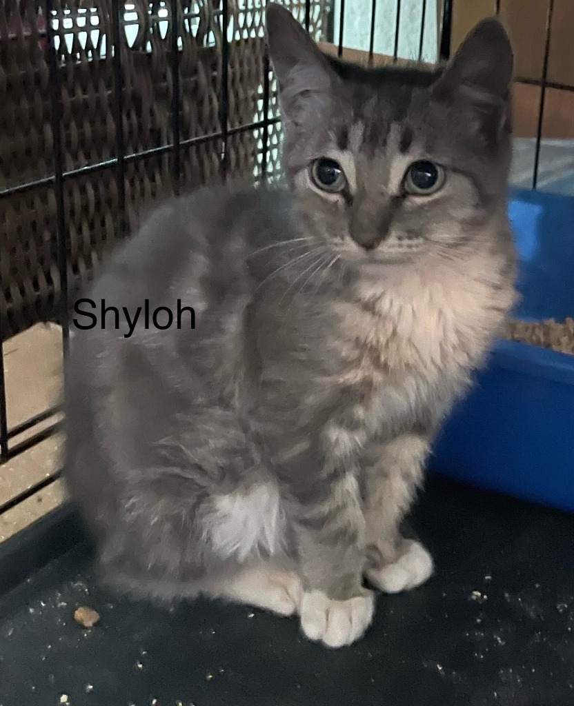 Shyloh Jones, an adoptable Domestic Medium Hair in New Braunfels, TX, 78130 | Photo Image 2