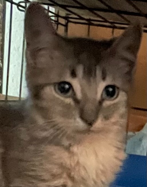 Shyloh Jones, an adoptable Domestic Medium Hair in New Braunfels, TX, 78130 | Photo Image 3