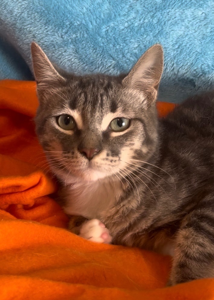 Shyloh Jones, an adoptable Domestic Medium Hair in New Braunfels, TX, 78130 | Photo Image 4