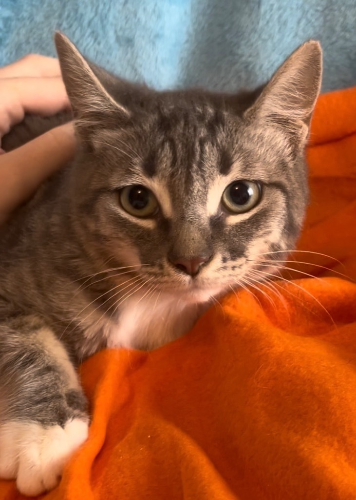Shyloh Jones, an adoptable Domestic Medium Hair in New Braunfels, TX, 78130 | Photo Image 5