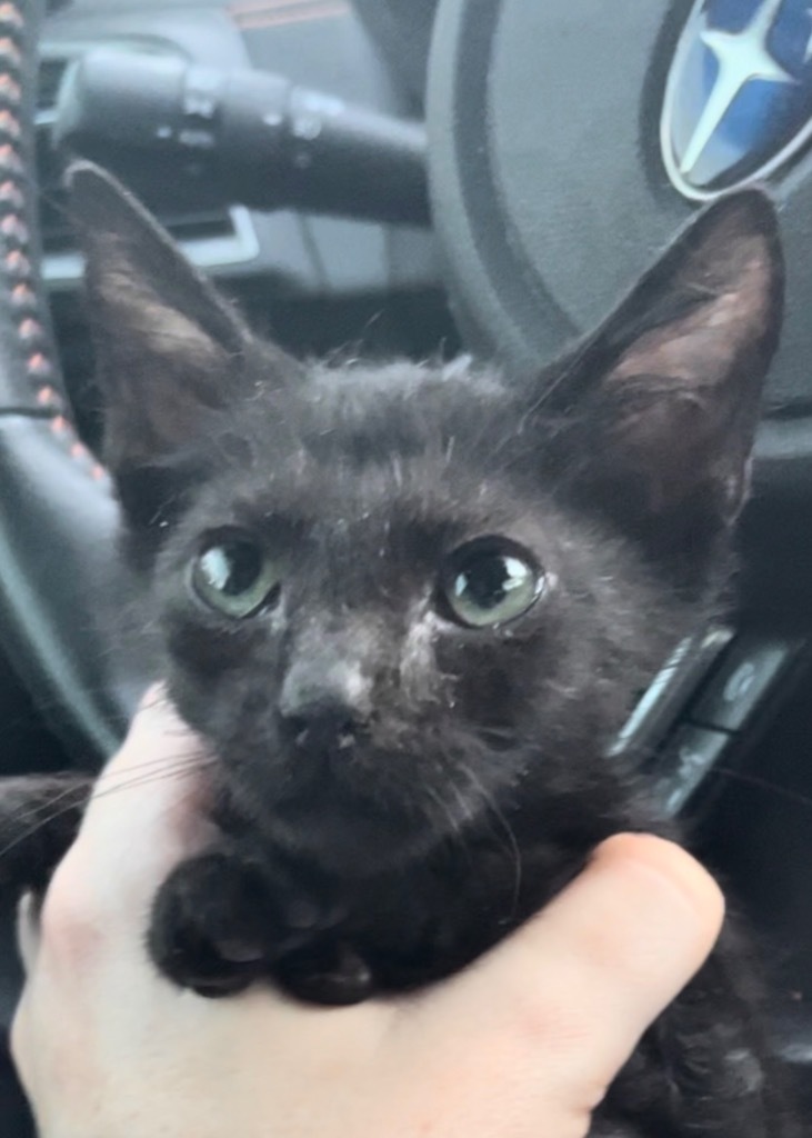 Susu, an adoptable Extra-Toes Cat / Hemingway Polydactyl in New Braunfels, TX, 78130 | Photo Image 1