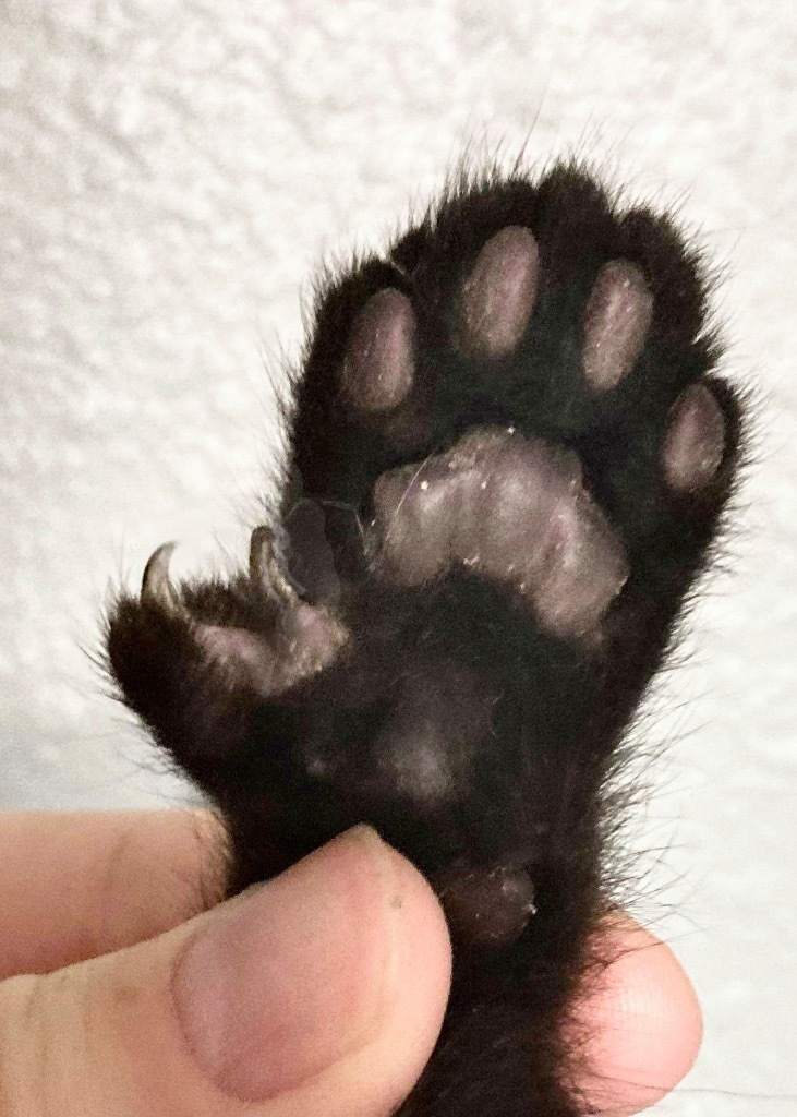 Susu, an adoptable Extra-Toes Cat / Hemingway Polydactyl in New Braunfels, TX, 78130 | Photo Image 2