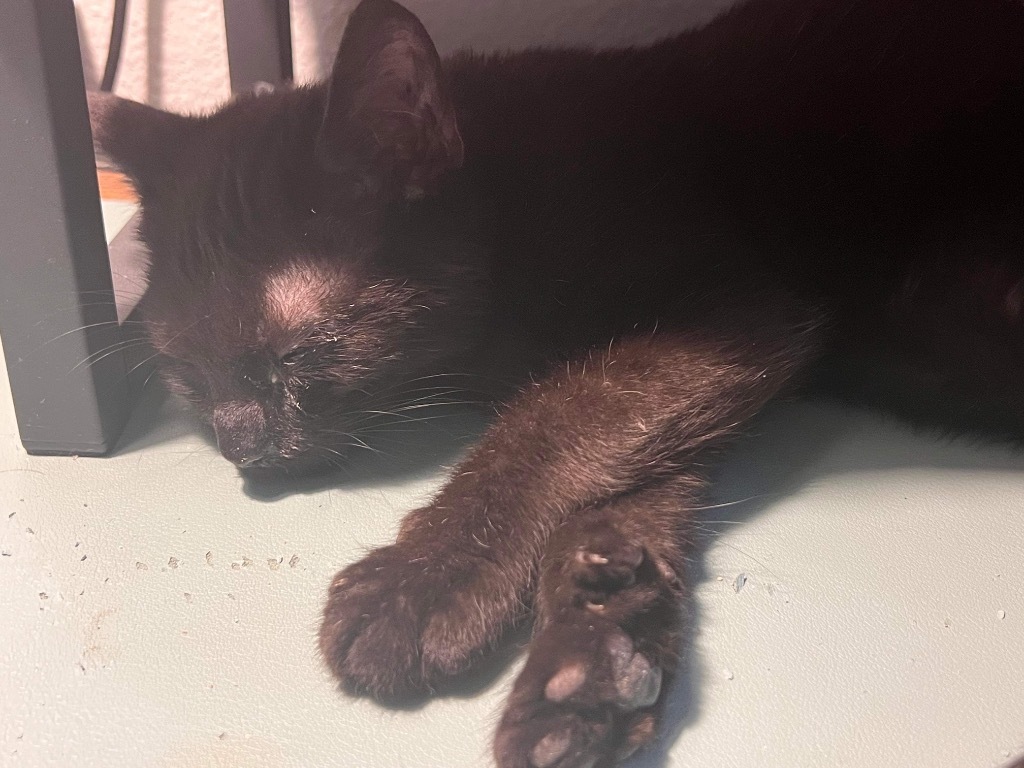 Susu, an adoptable Extra-Toes Cat / Hemingway Polydactyl in New Braunfels, TX, 78130 | Photo Image 3