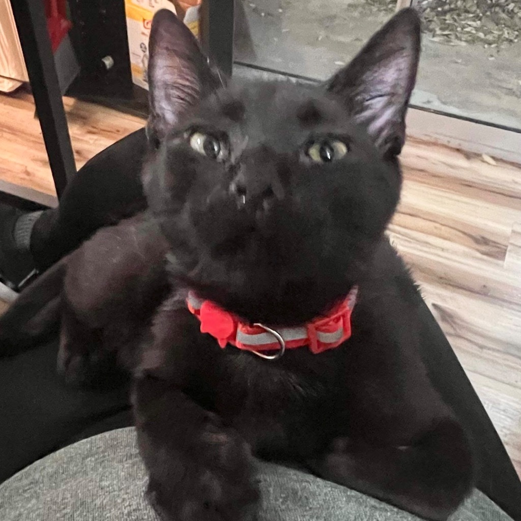 Susu, an adoptable Extra-Toes Cat / Hemingway Polydactyl in New Braunfels, TX, 78130 | Photo Image 4