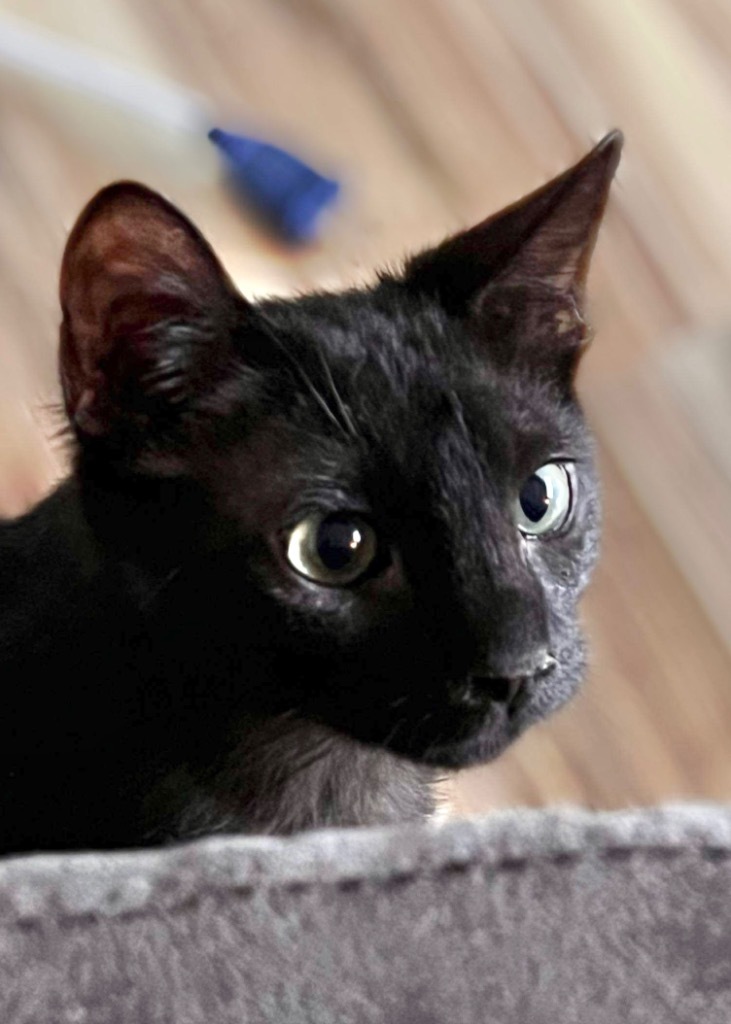 Susu, an adoptable Extra-Toes Cat / Hemingway Polydactyl in New Braunfels, TX, 78130 | Photo Image 6