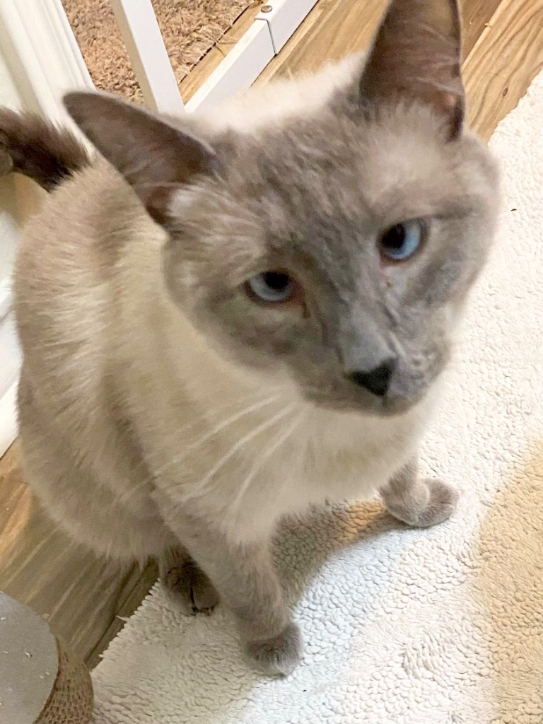Zander, an adoptable Siamese in New Braunfels, TX, 78130 | Photo Image 1