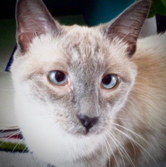Zander, an adoptable Siamese in New Braunfels, TX, 78130 | Photo Image 2